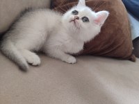 Sürmeli Ve Yeşil Gözlü Dişi British Yuvasına Hazır