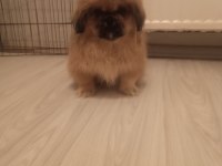 İmperial Yavrumuz Yeni Yuvasını Arıyor