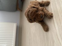 Dünyalar Tatlısı Poddle Oğlumuz