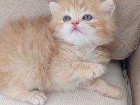 Safkan Golden British Longhair