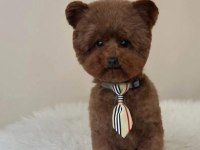 Kore Poodle Bebeklerimiz