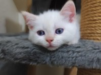 Rengarenk british kardeşler