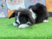 Hollanda Teddy Lop Tavşan