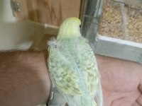 Rainbow, Japones, Albino Muhabbet Kuşu Yavrular