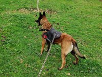 3 yaşında dişi belçika kurdu