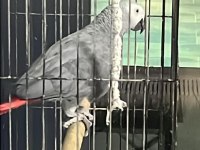 Jumbo Jako Papağanı