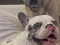 French Bulldog Blue Köpeğimiz