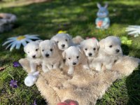 Dünya tatlısı maltese yavruları