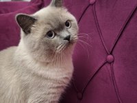 8 aylik erkek british shorthair
