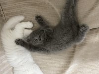 Scottish Fold Yavru Kediler