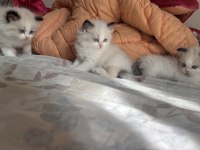 Anne Baba Secereli Ragdoll Yavrular – Blue Mitted, Seal Mitted & Seal Bicolor