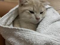 Kedilerimize yuva arıyoruz