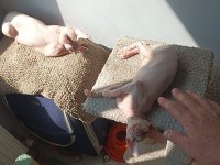 Kanada Sfenks Yavrular Uygun Verilecektir