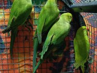 Kapalı Bilezik Pakistan Papağanlarımız