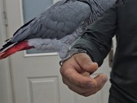 Çocuk Hastası Full Evcil Jako Papağanı