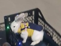 On aylık erkek evcil tavşan kafesi tüm malzemeleri vardır. çift katlı kafes 3 parça