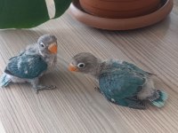 El Besleme Yavru Cennet Papağanımız