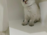Golden Point Erkek British Shorthair Kardeşler