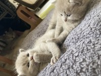 British Shorthair Lilac