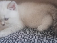 British Shorthair Blue Point