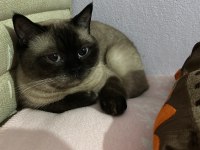 2 yaşındaki kedimiz kaymağı takip şartıyla ücretsiz sahiplendiriyoruz