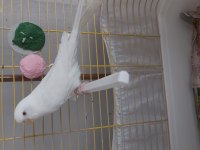 Beyaz dişi muhabbet kuşu