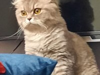 İran ve british melezi sevimli kızımızı kalıcı ev arıyoruz