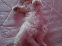 Kedimiz Yeni Yuvasını Arıyor