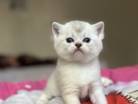 British shorthair