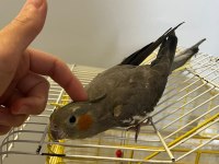 Eğitimli Yavru Ele Kola Gelen Dişi Sultan Papağanı