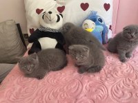 Bal Bebek Kediler Yeni Yuvalarını Arıyor