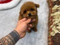 Dişi Ve Erkek Köpeğimiz Vardır Hepsi Safkandır