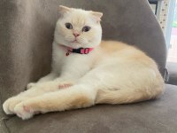 Scottish Fold Asalet Kedimize Yuva Arıyoruz