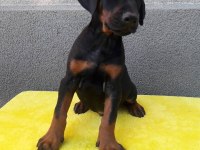 Üst Kalite Doberman Yavruları