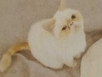 5 Aylık Exotic Shorthair Kızımız İçin Aile Olabilir Misiniz?