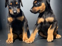 A Kalite Doberman Yavruları