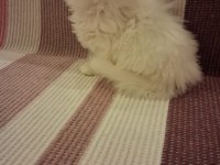 Longhair Erkek Dişi Yavru Kediler