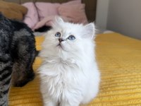 British longhair golden point