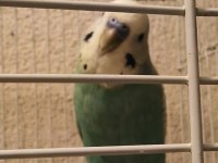 Yavru muhabbet kuşu