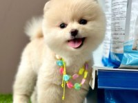 Safkan Pomeranian Boo Yavrular İçin Ulaşın