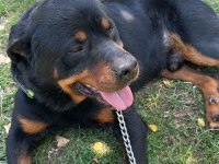Hastasına Uyumlu Rottweiler Acill