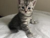 Minik British Shorthair Yavrular Yuva Arıyor