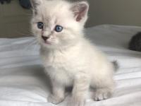 Minik british shorthair yavrular yuva arıyor