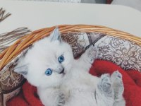 Blue Point Yavru Kedimiz