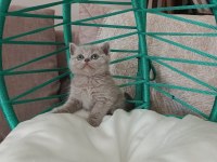 Minik British Shorthair Bebeler
