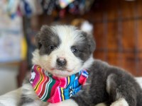 Zekasıyla şaşırtır sevgisiyle ısıtır border collie