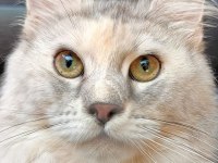 Maine coon türk - mco cattery