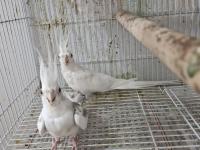 Sultan Papağanı Takım