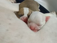 2 Erkek 45 Günlükler A Kalite Chihuahua