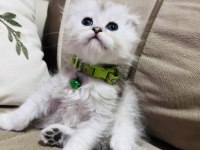 British Kedimize Yuva Arıyoruz